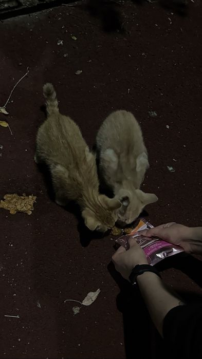 Котята ищут дом.