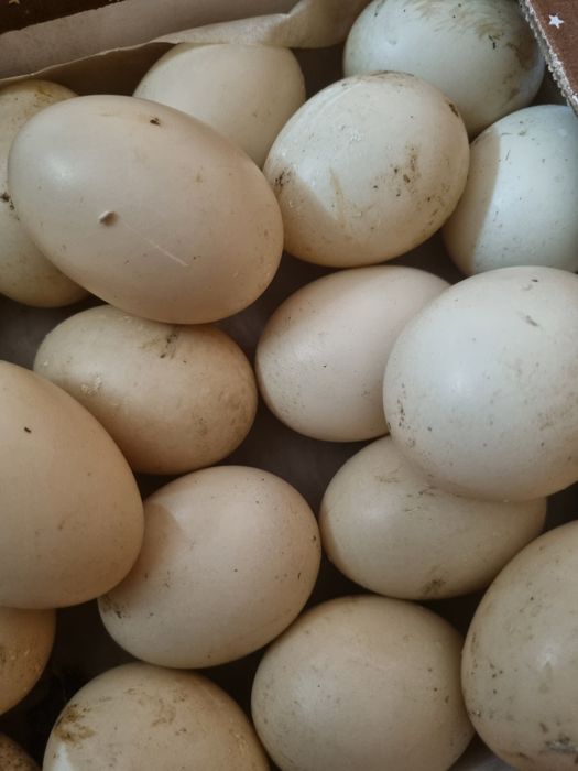 Продам инкубационные яйца