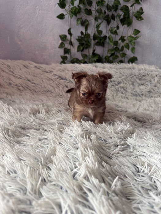 чихуа-хуа момченца