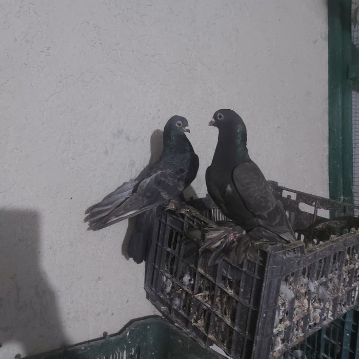 Челкар кишмиш пара лет с игрой