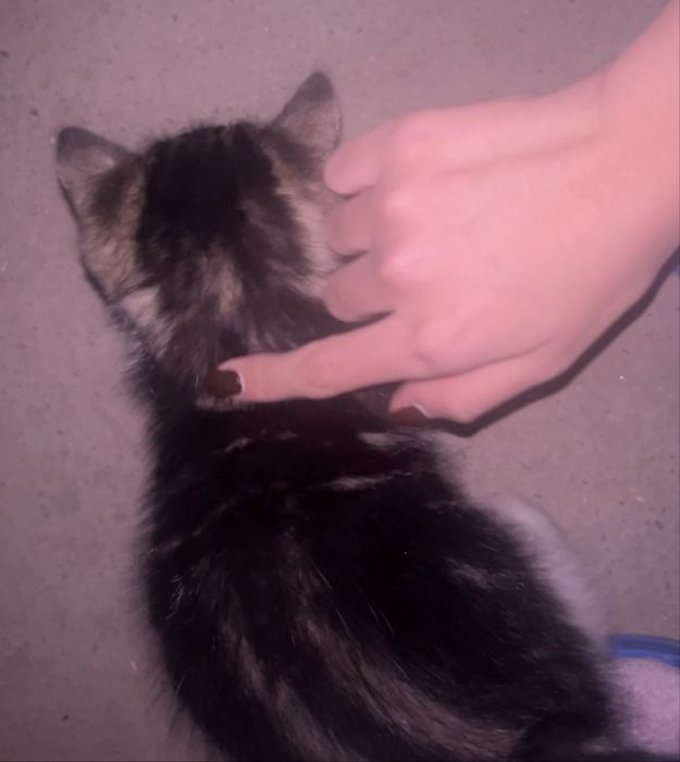 Котенок мальчик сладкий