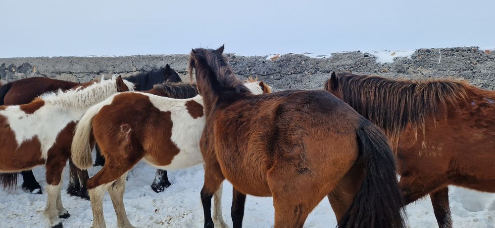 Продам байтал ..