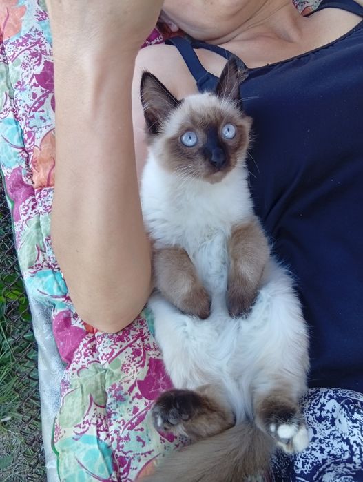 Отдам сиамского котенка в добрые руки