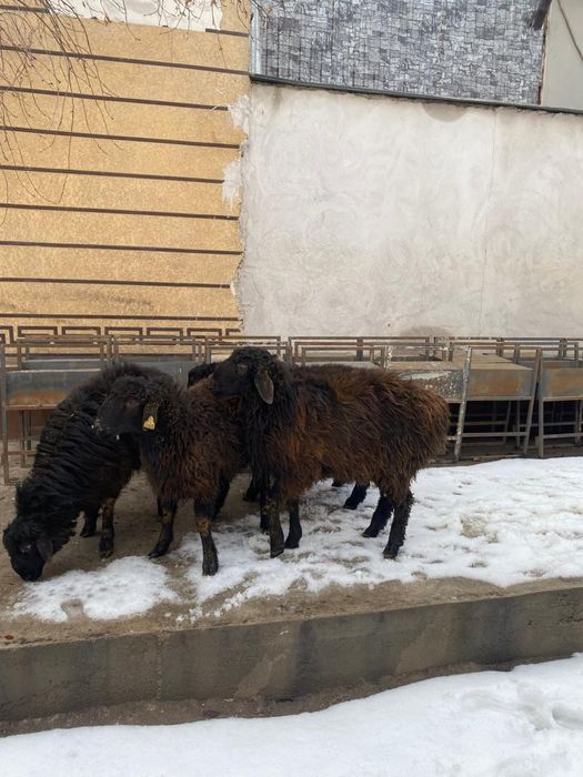 Тоқты қошқарлар сатылымда