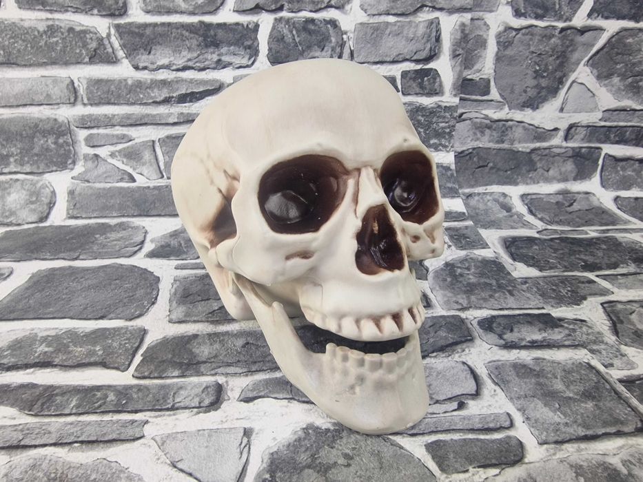 Череп Модел Глава