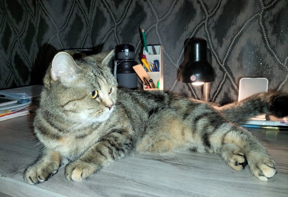 Отдам в хорошие руки