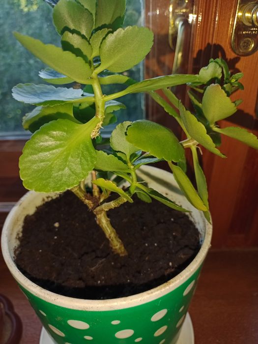 Продам домашние цветы