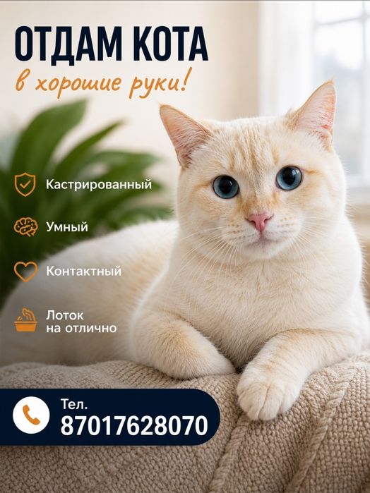 Отдам котят в хорошие руки