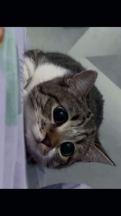 кошка    девочка