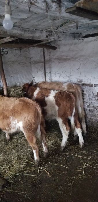 Vand vitele intarcate