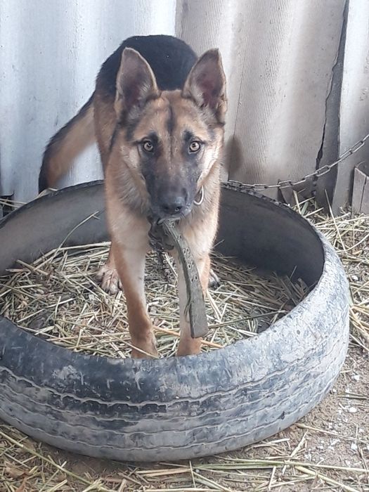 Продам немецкие девочка