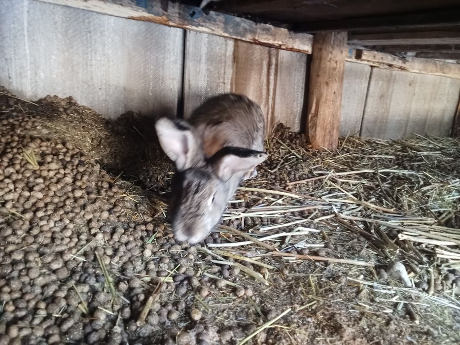 Ұрғашы қоян сатылады