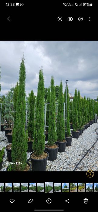 Vindem cupressus sempervirens