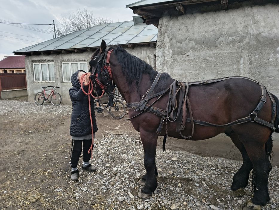 Vând harmasar de 9 ani