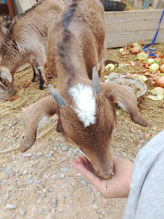 Козлята  молочой пароды,от35 тыс.