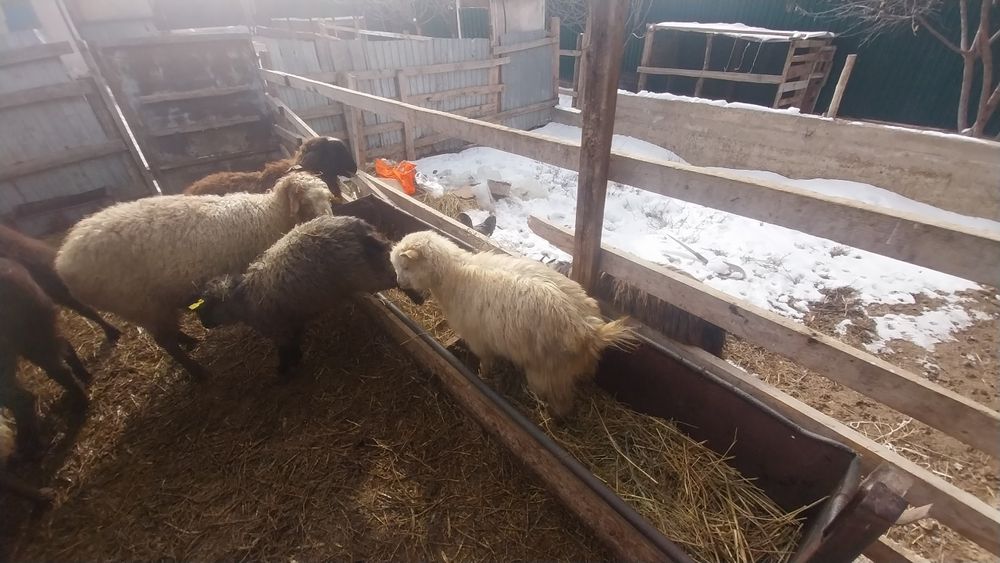 Қой сатылады семіз