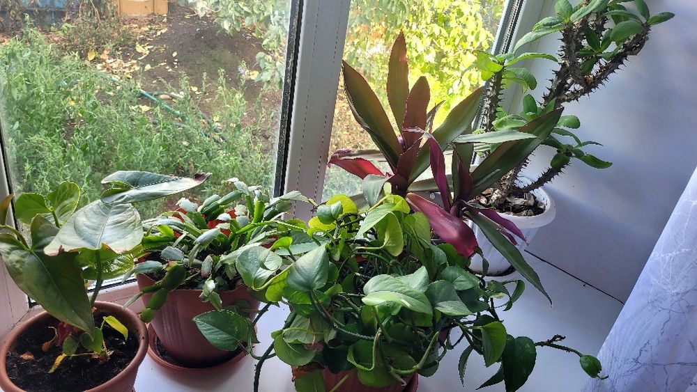 Продам все комнатные цветы.