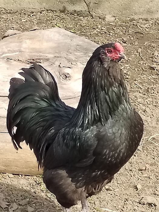 Cocoș australorp