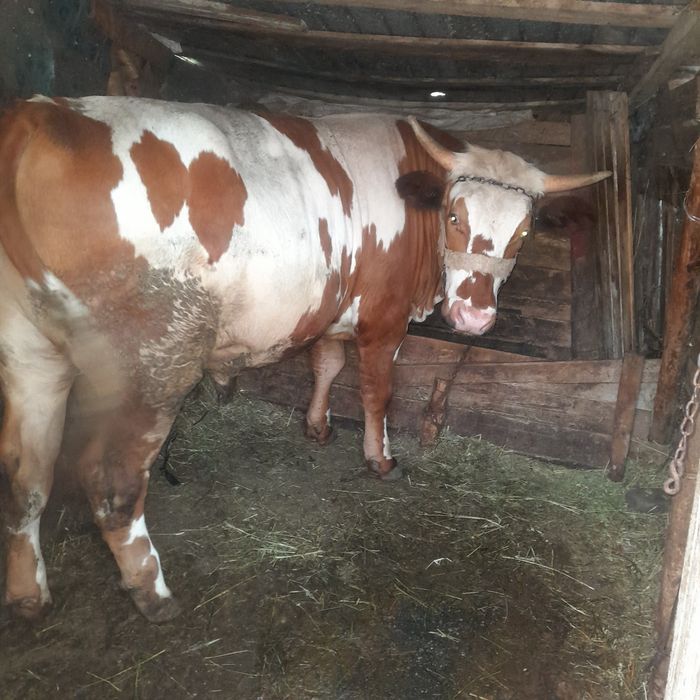 Vand doi tauri unul de un an si 8 luni si unul de doua luni