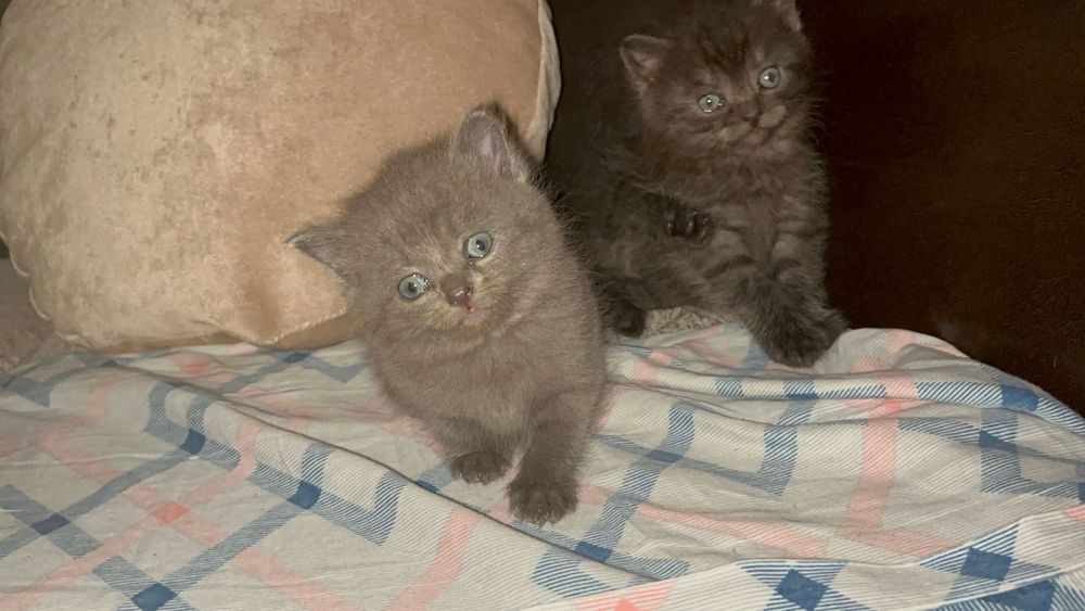 Отдам прекрасных девочек только в добрые руки