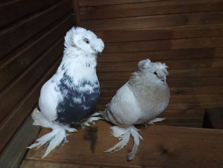 Голуби на продажу