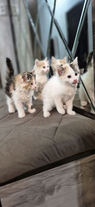 Пристройство кошечки и котят по отдельности можно