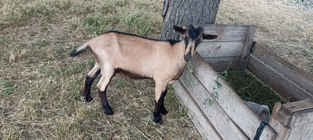 2 iezi și o iediță de vânzare din mame bune de lapte
