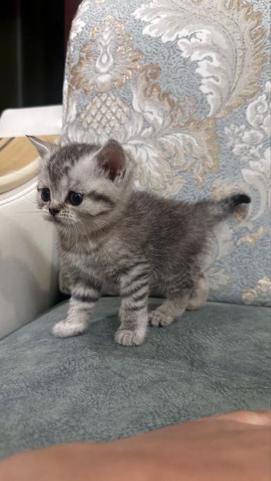 Шатладские котята