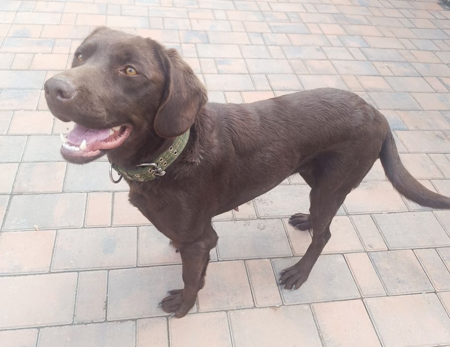 Лабрадор 1,5 года