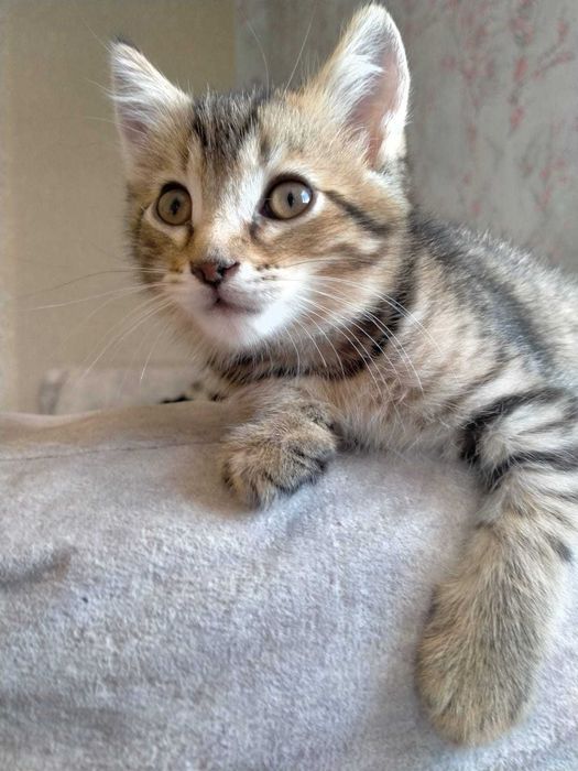 Котята . возраст  3мес.