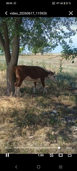 Акбас кашарлар сатам плем документпен