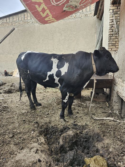 Molllar sotiladi