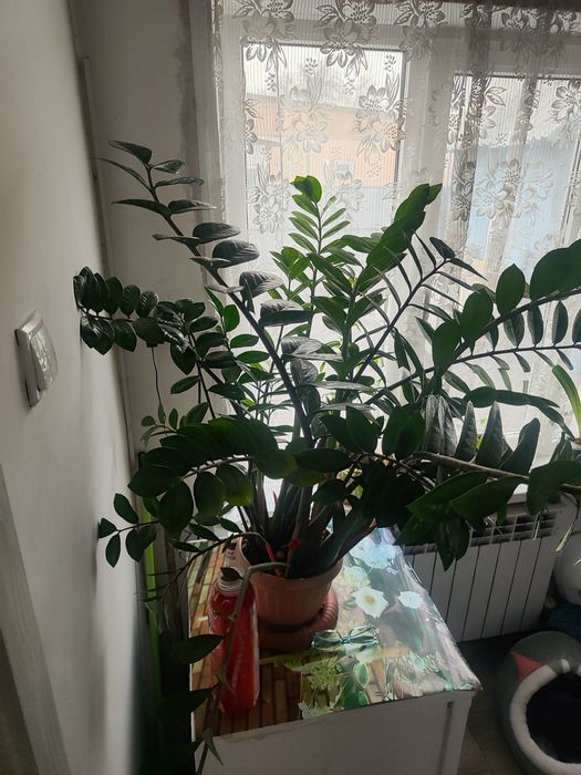 Продам взрослый Замиокулькас