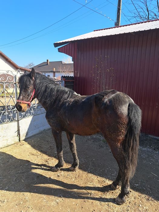 Vând cal iapă  11 ani  și căruță cu ham iapă ascultătoare și cuminte.