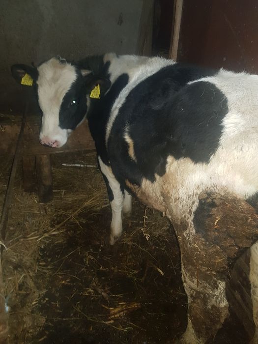 De vînzare. Pogoanele