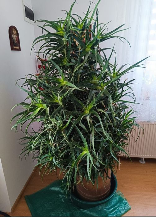 Aloe Arborescens uriașă
