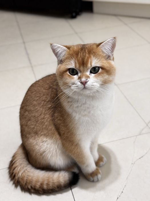 Золотая Шиншила на вязку (опытный) tg:zafaking