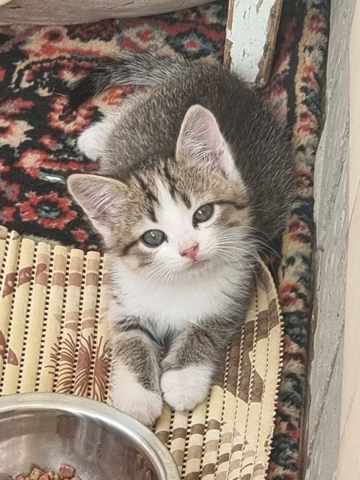 Отдам котят в добрые руки