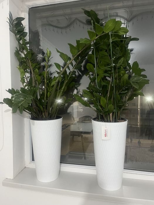 Домашние растение