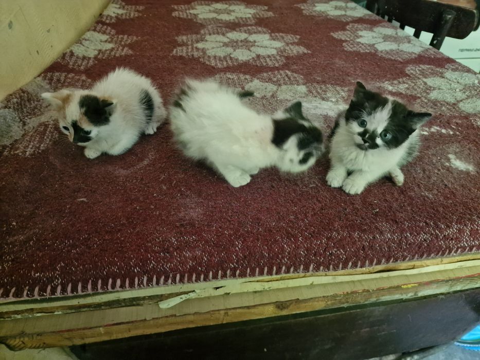 Подарявам малки котки