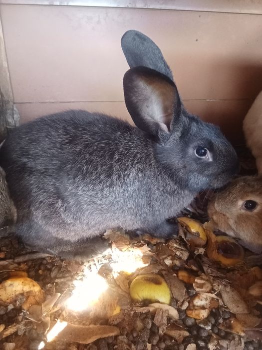 Продам кроликов фландер