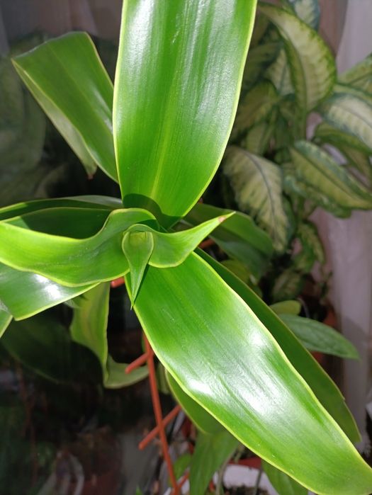 Золотой ус большой