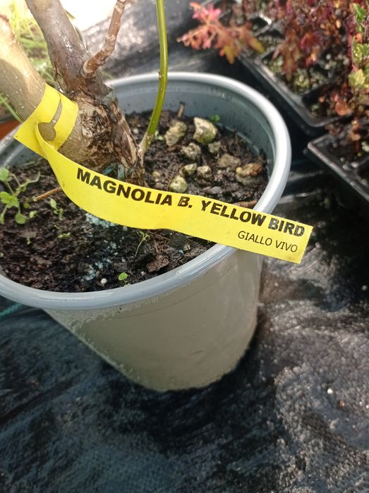 Магнолия 3 видаа