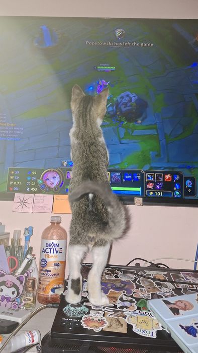 Безплатно мъжко коте на 3 месеца