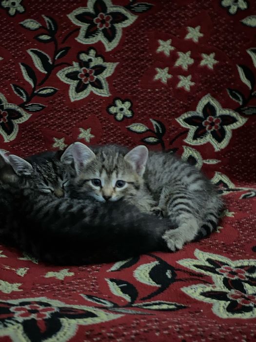 Котята игривые !