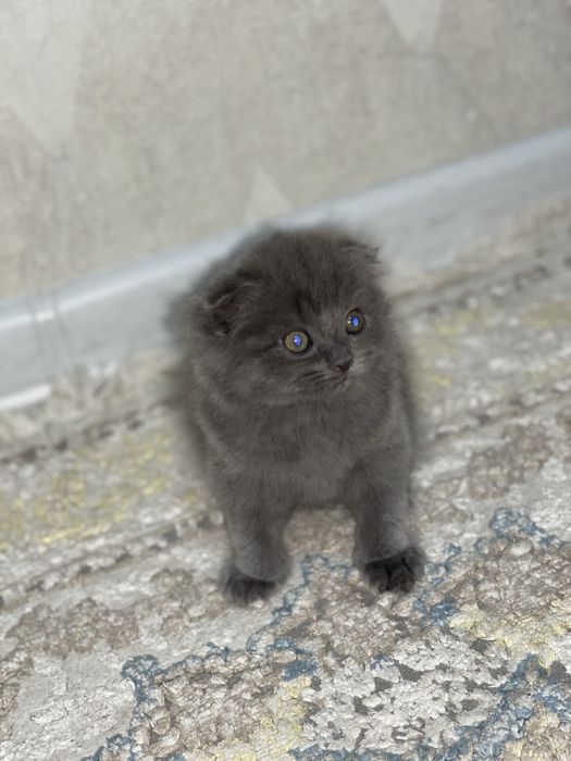 Шотландская вислоухая кошка