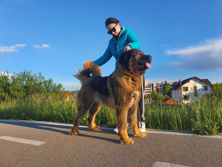 Femela ciobanesc caucazian cu pedigree