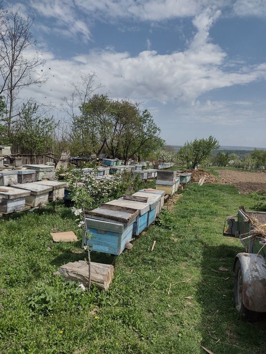 Vând familii albine .