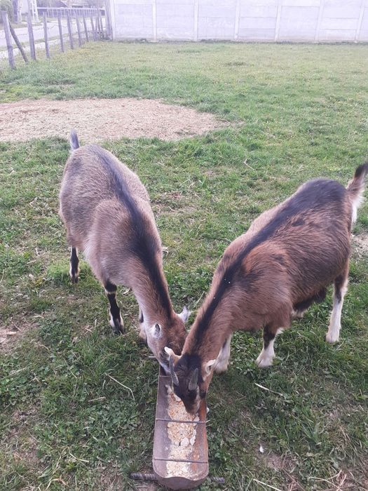 Capre de vânzare franceză Alpină și Inubian