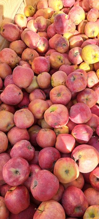 яблоки 3 сорт продам